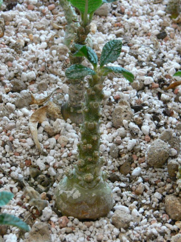 Dorstenia gigas