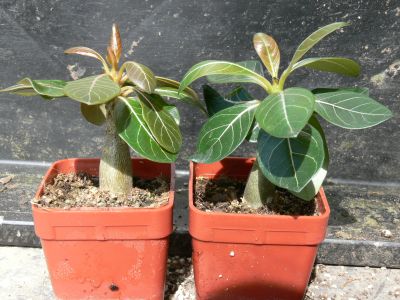 Adenium socotranum